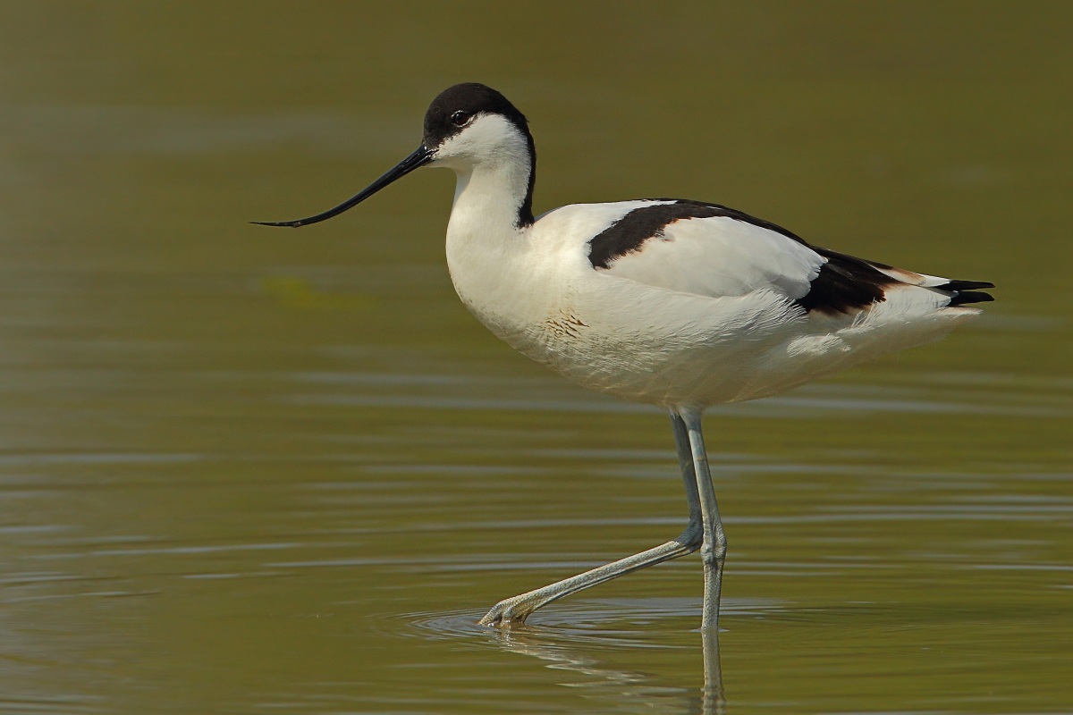 Avocetta