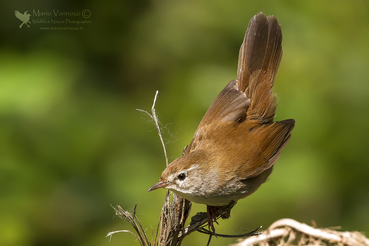 Cetti's Warbler