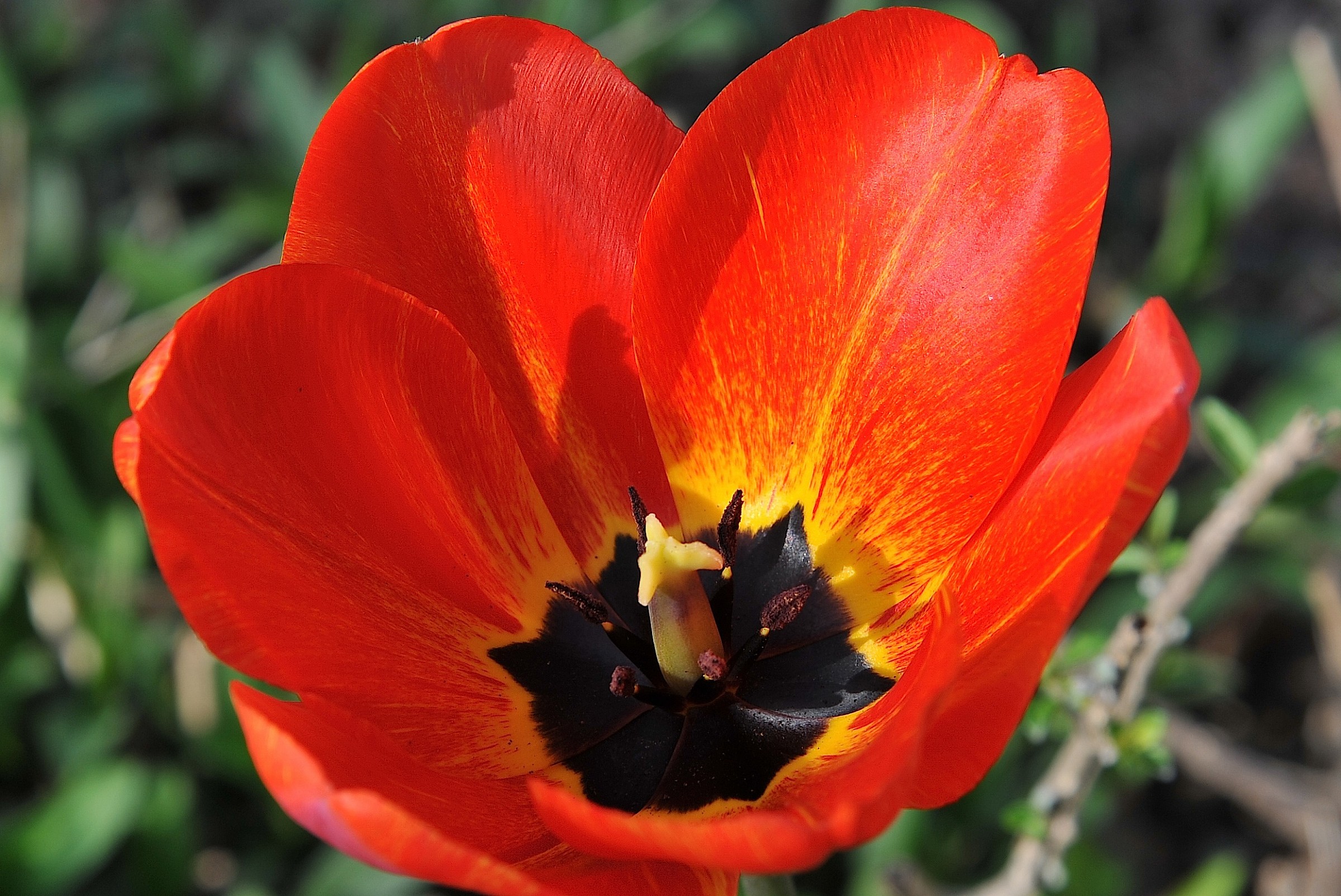 The Tulip