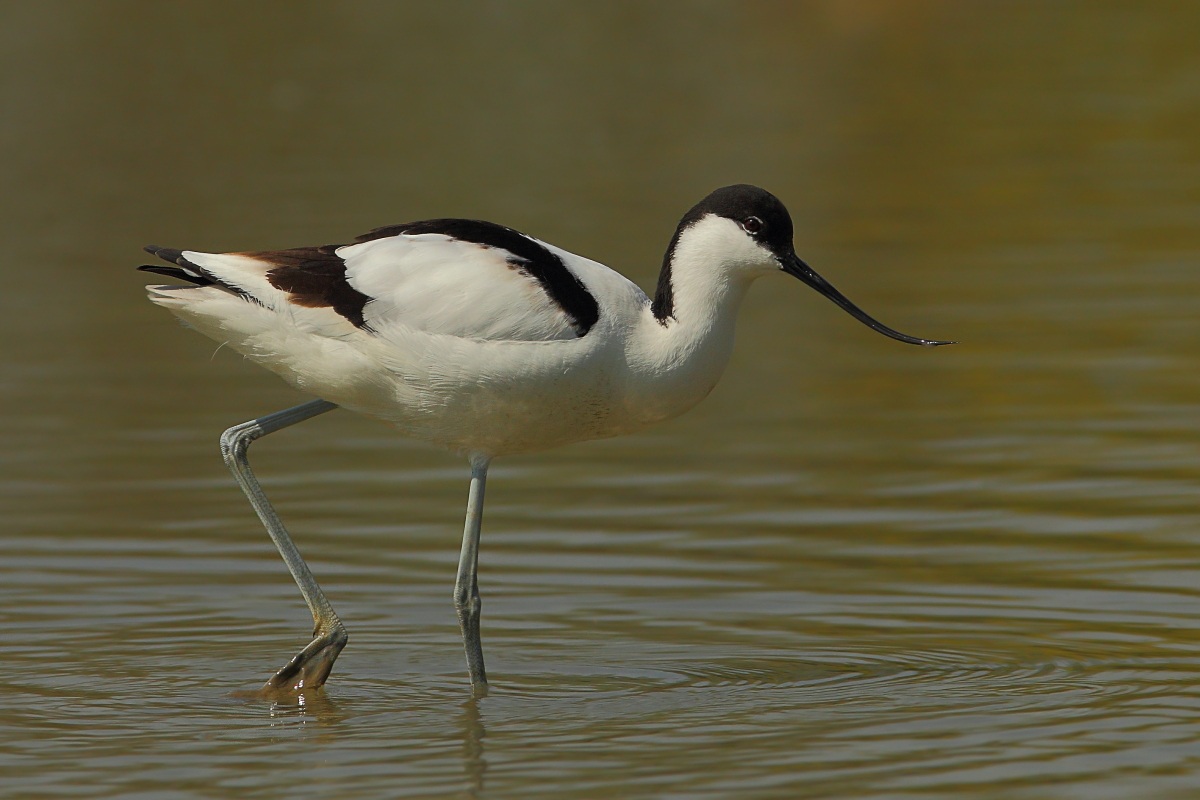 Avocetta