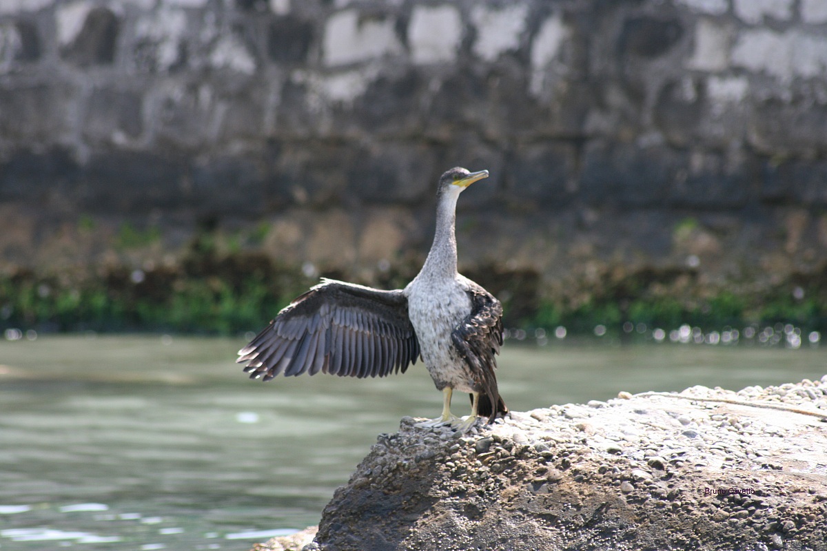 Cormorano