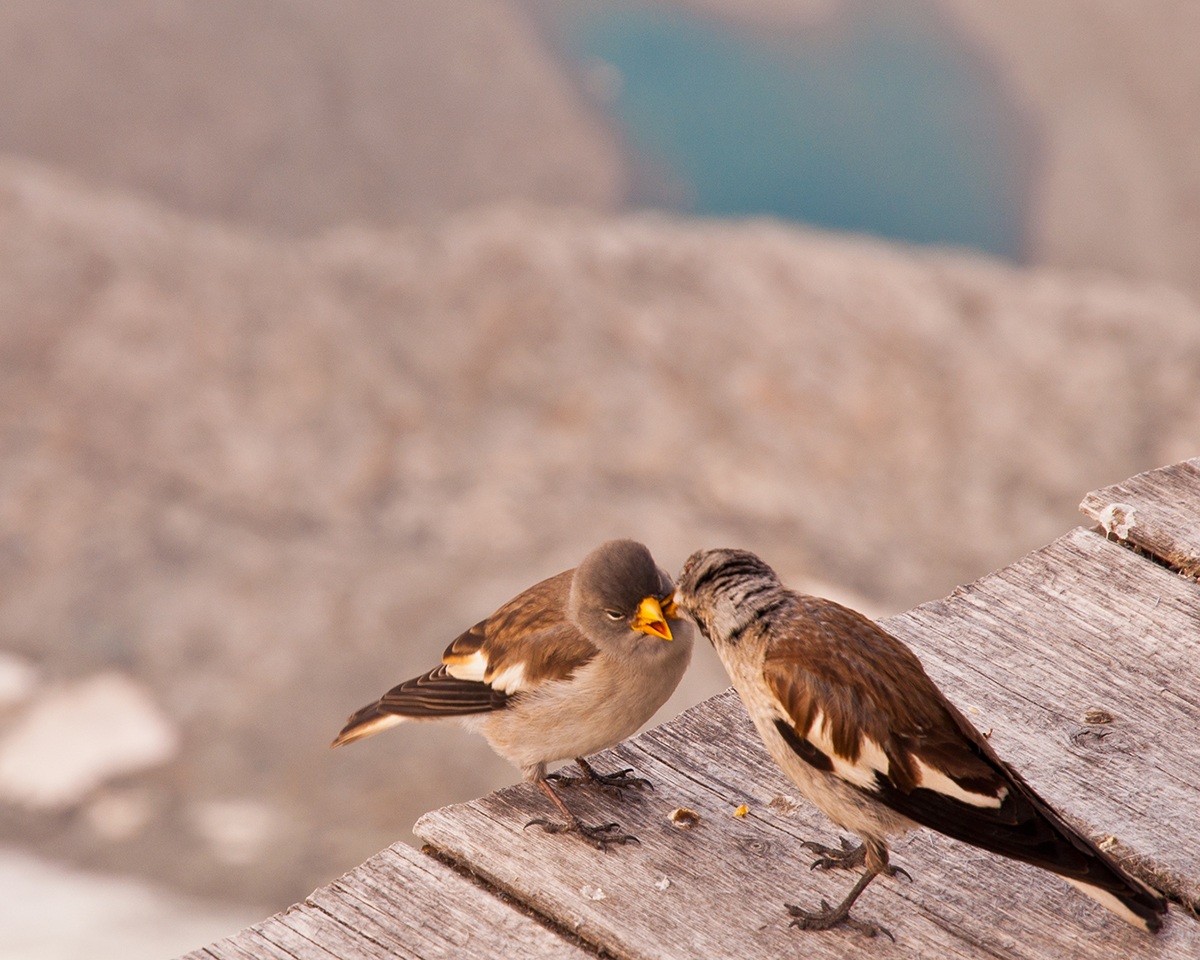 The pack ... occata!