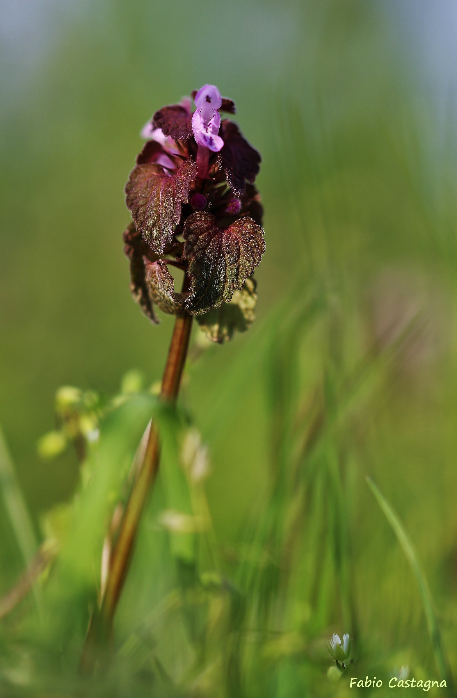 Lamium purpureum in fiore
