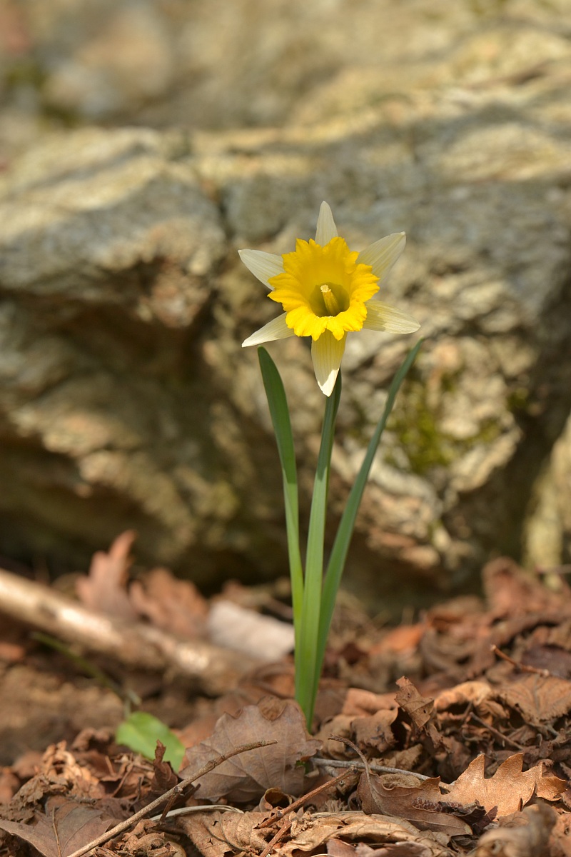 Narciso sulla via  per Punta Martin.
