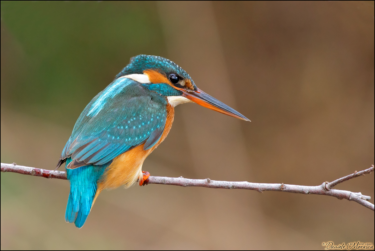 Martin Pescatore ((Alcedo atthis)