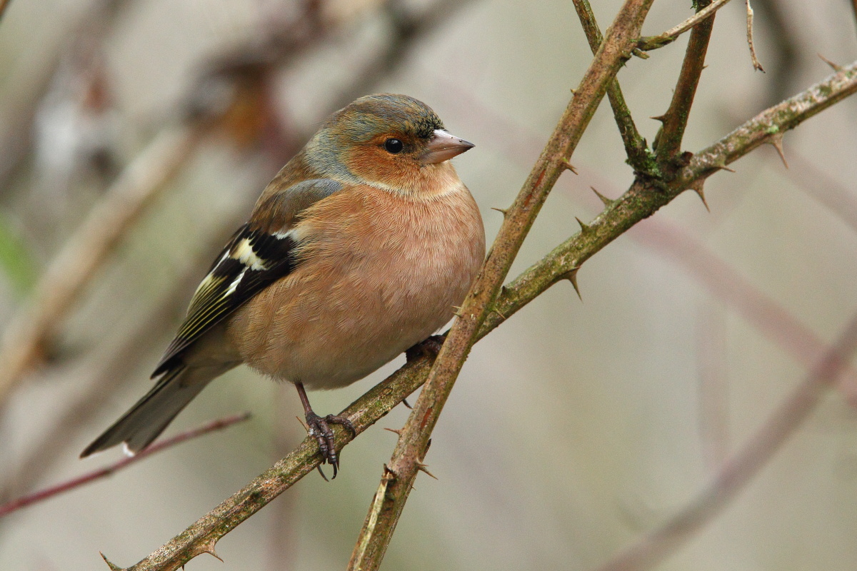 fringuello. giornata con una bella brinata e grigia.