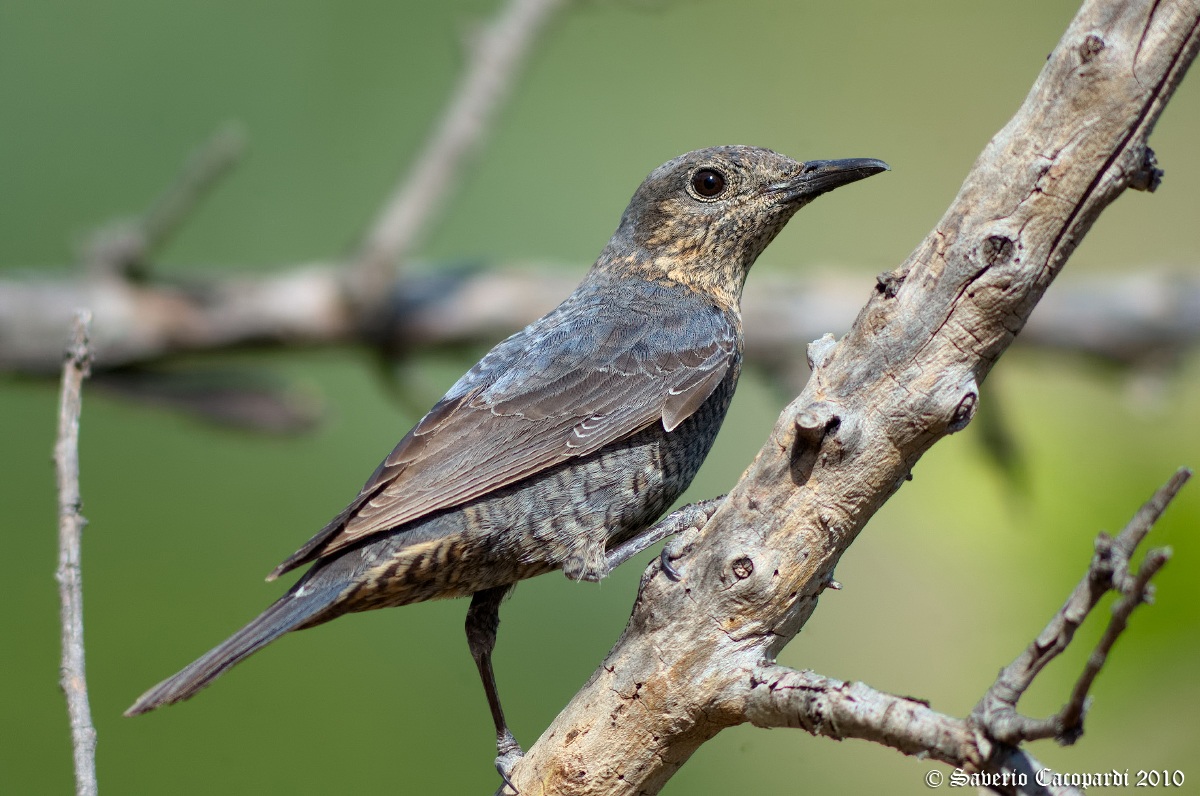 Blue Rock Thrush