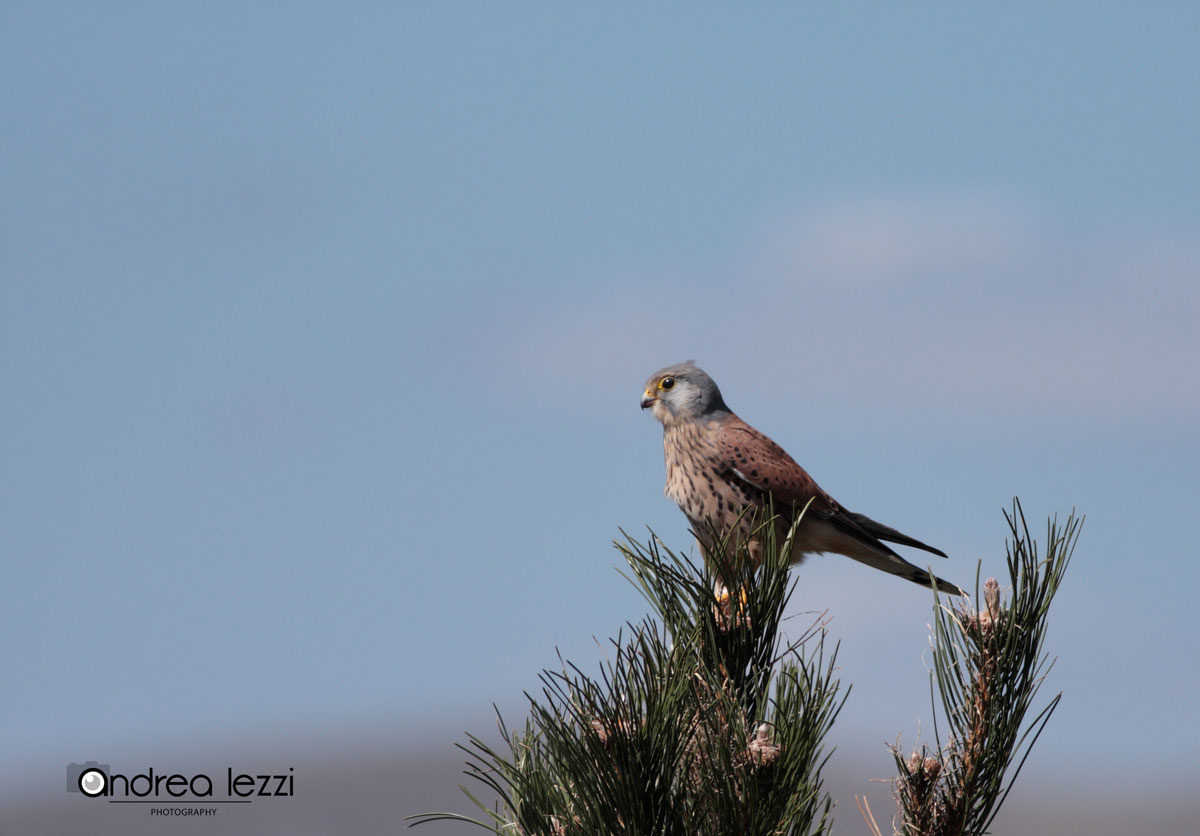 kestrel