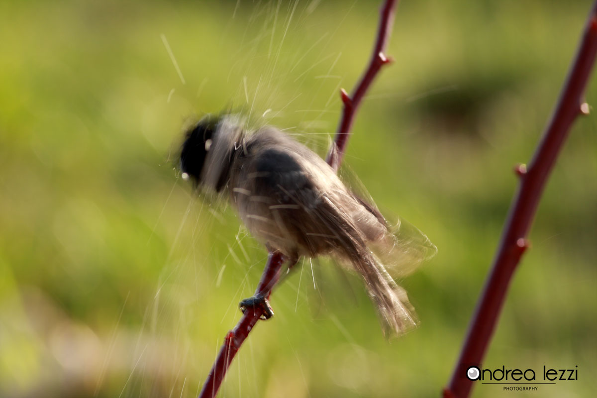 washing of the coal tit