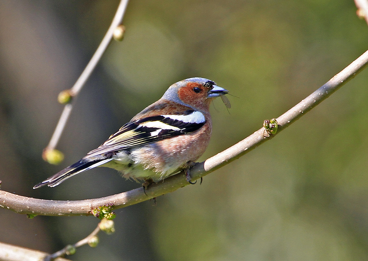The breakfast in the finch.