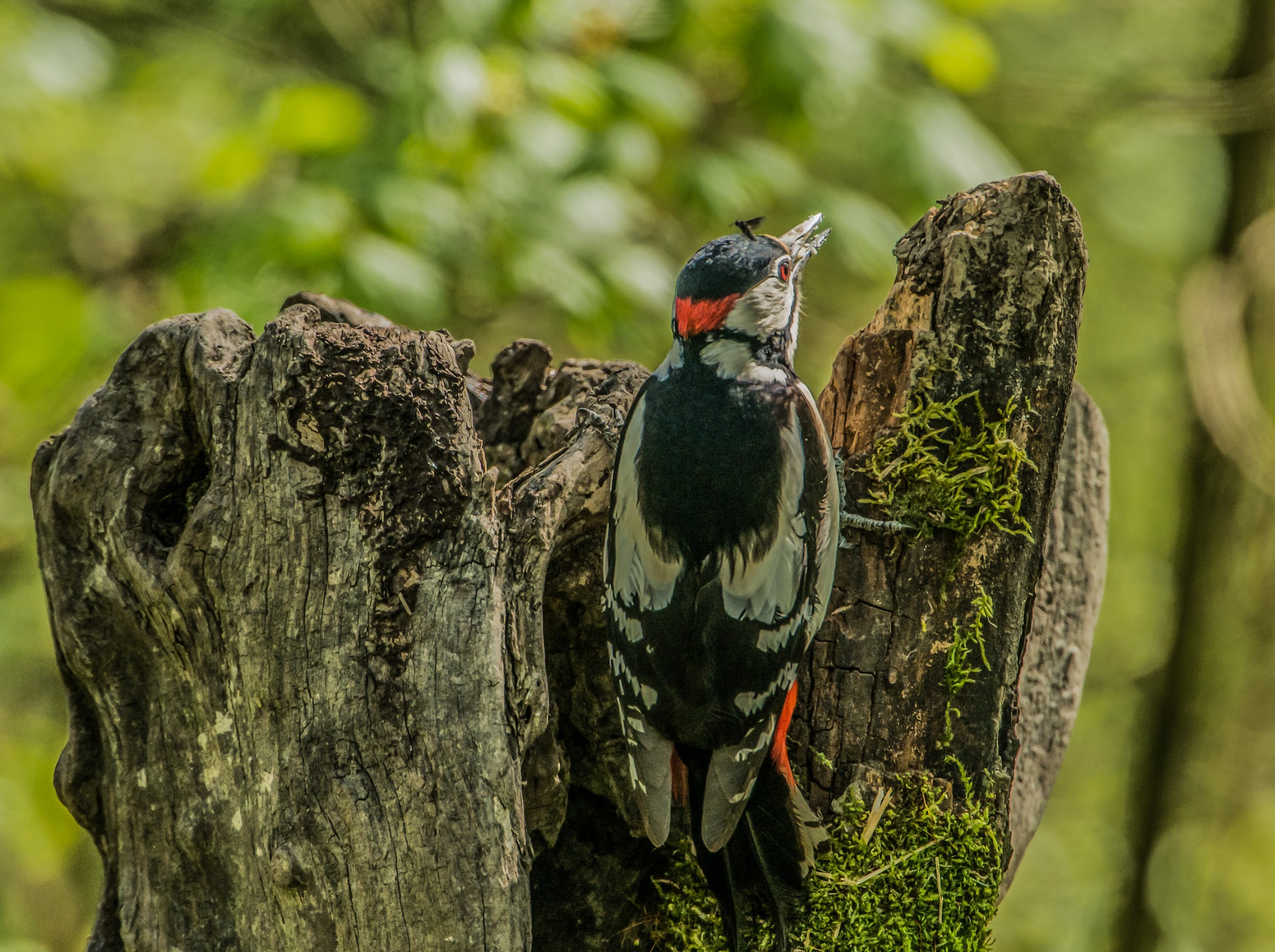 Il picchio e la mosca n2