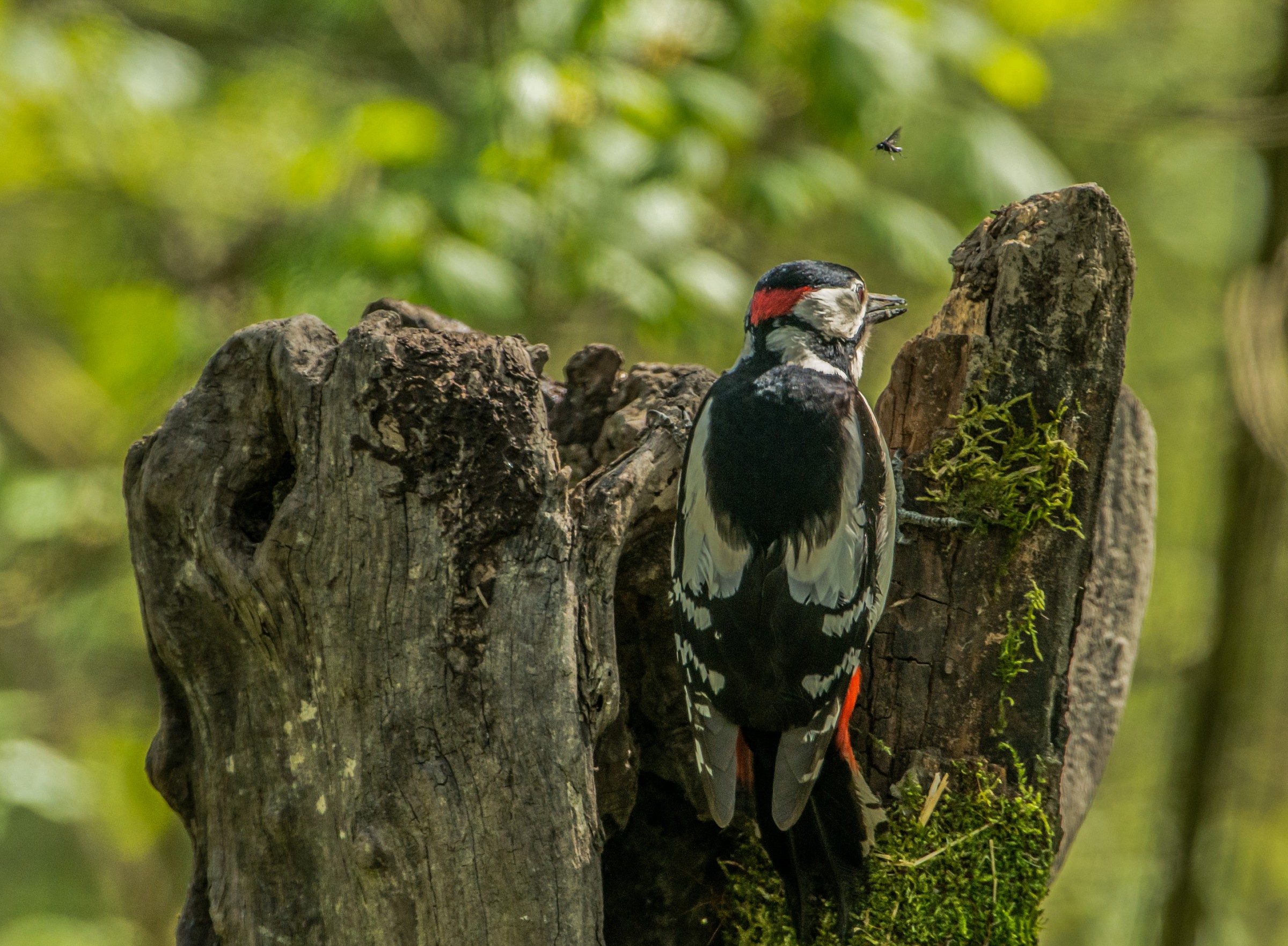 il picchio e la mosca n1