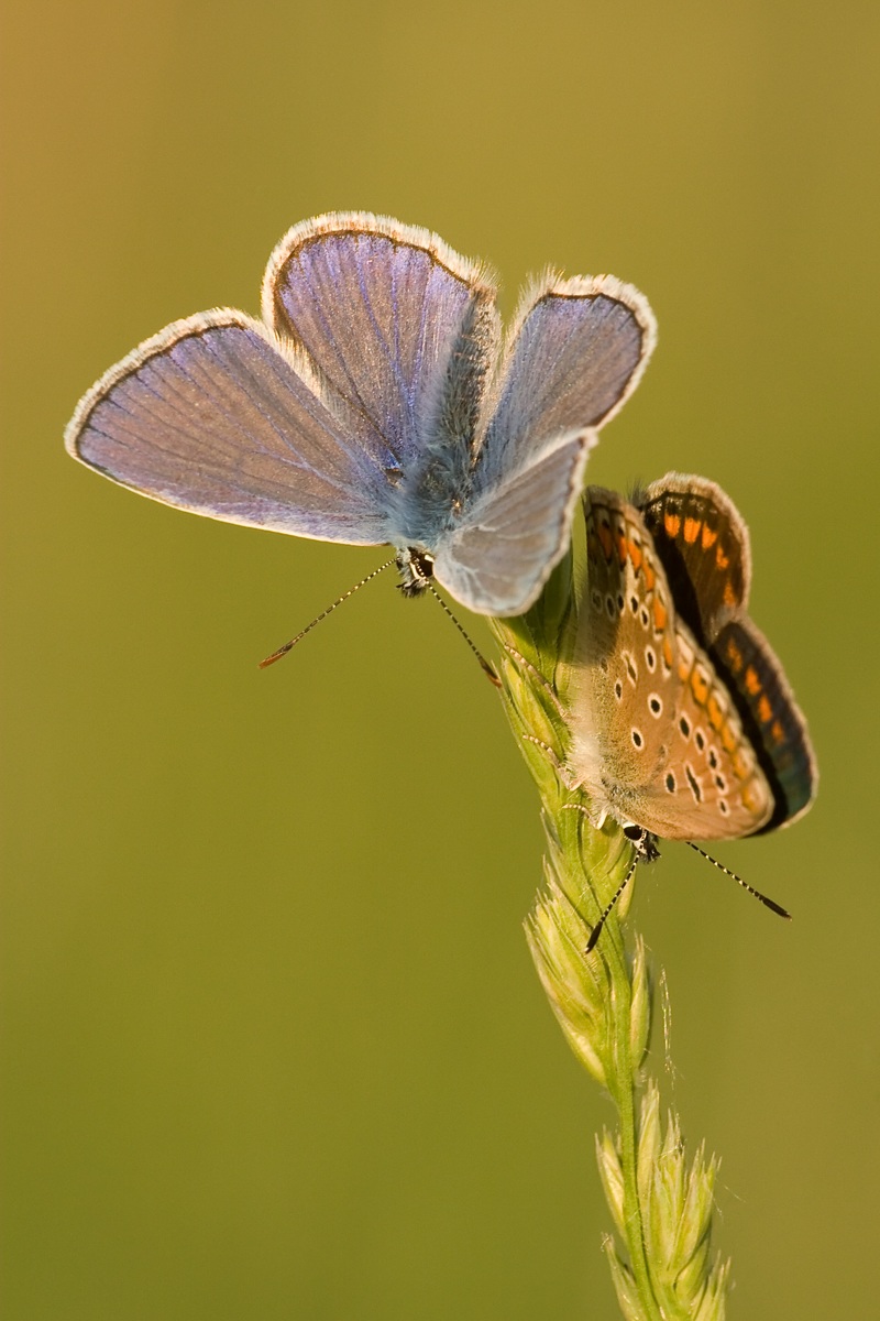 Polyommatus icarus