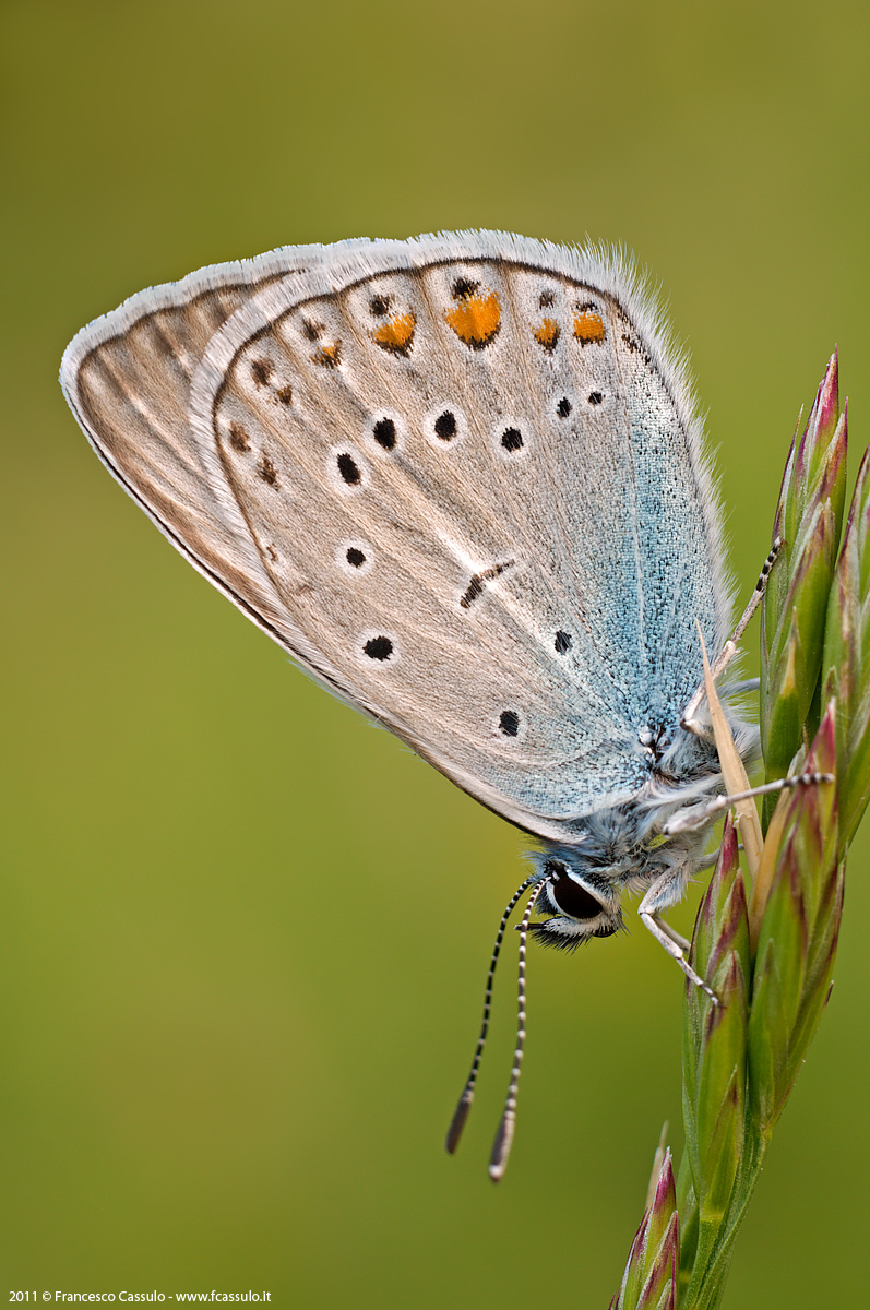 Polyommatus amandus
