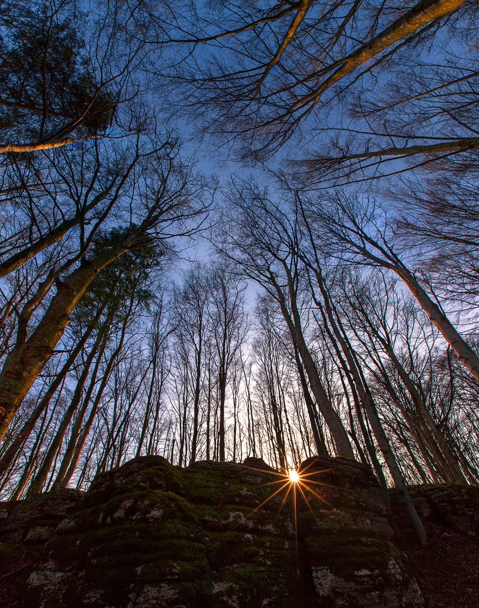 Spring in the forest