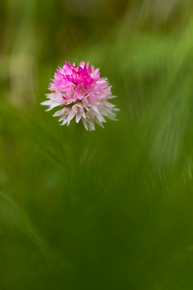 Nigritella rubra subsp. widderi