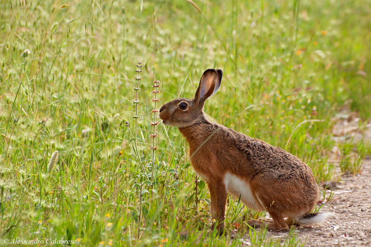 Cosa mi mangio a colazione?