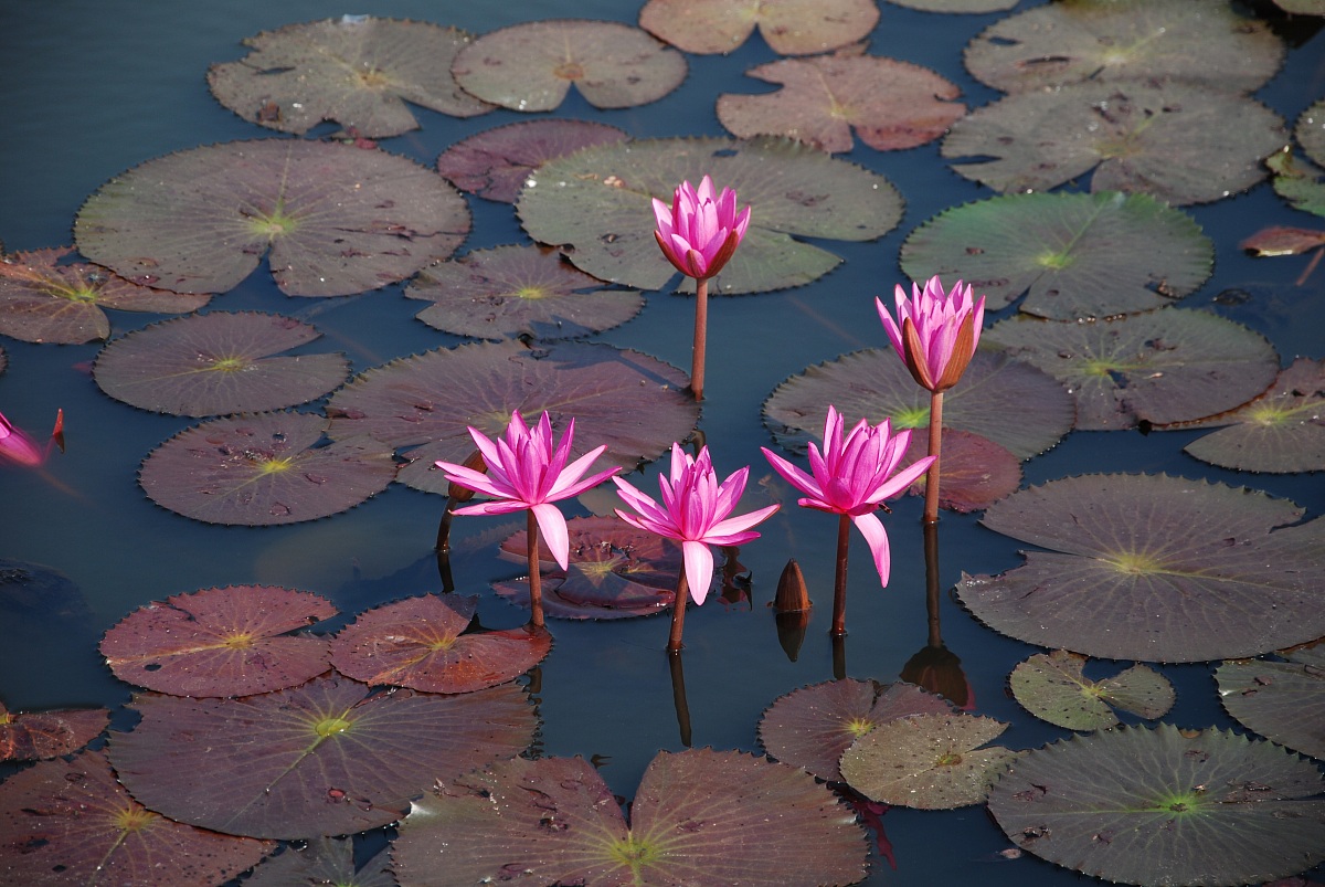 waterlily