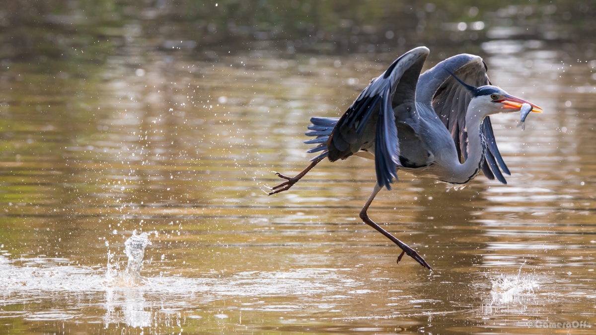 There are those who can walk on water ...!