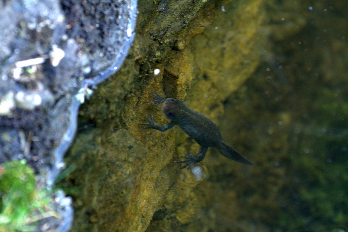 The merman stone Perduca