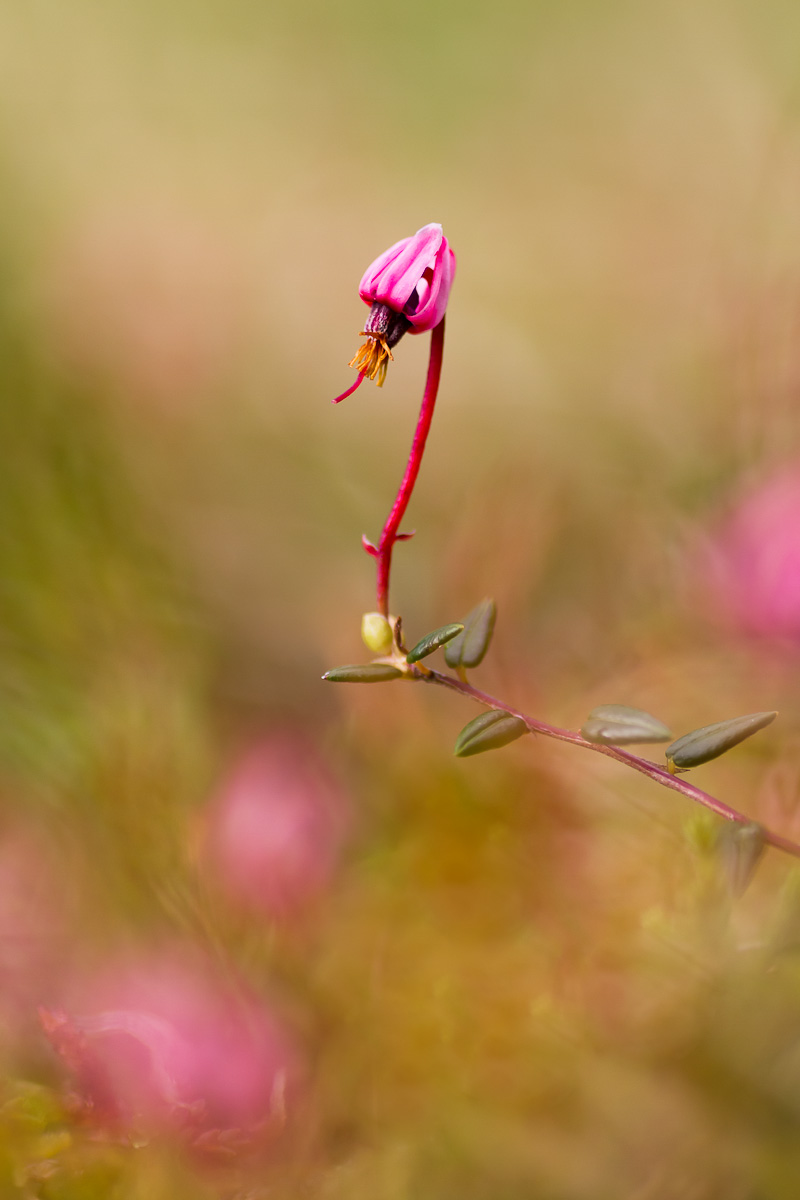 Vaccinium microcarpum