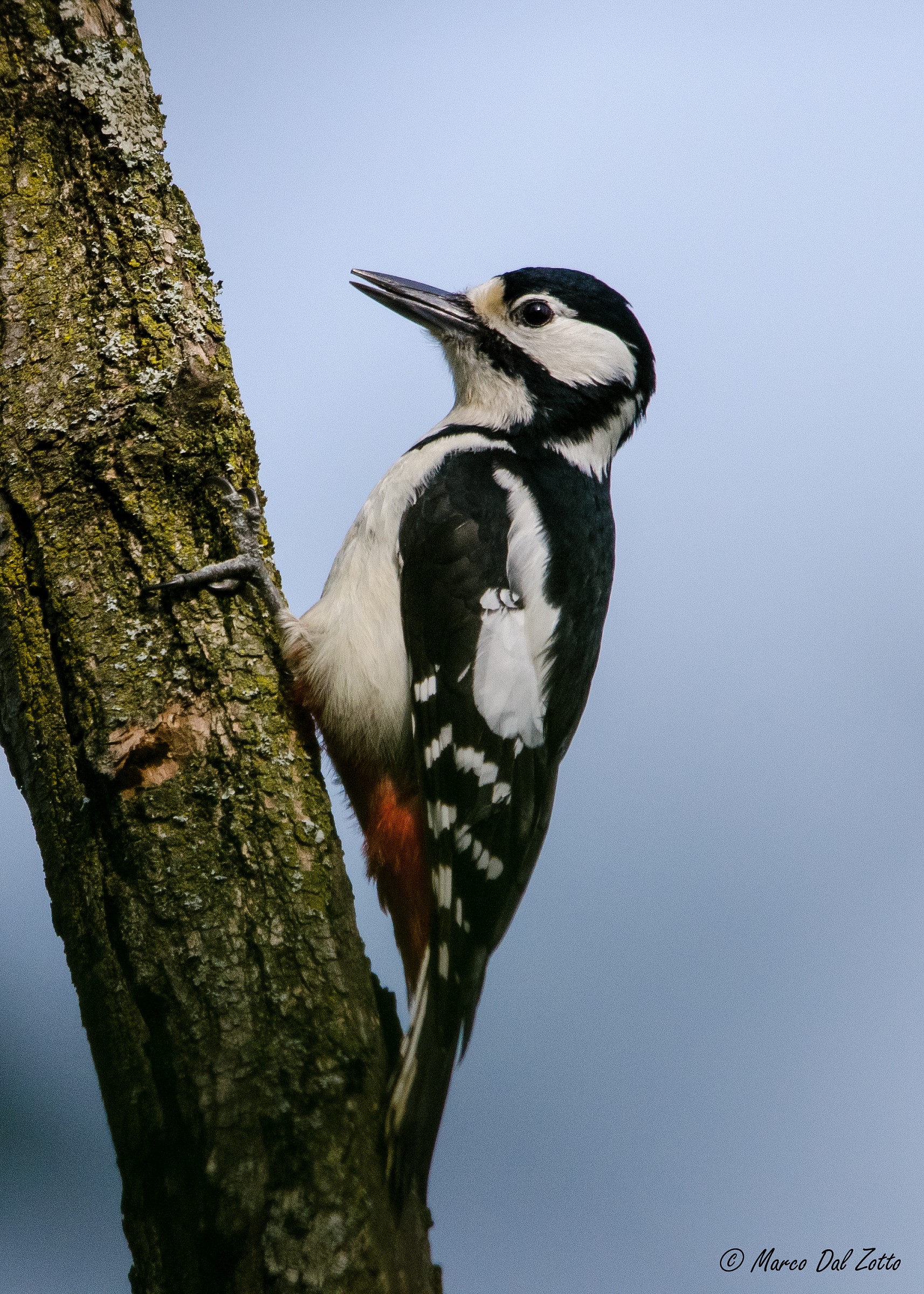Picchio rosso maggiore