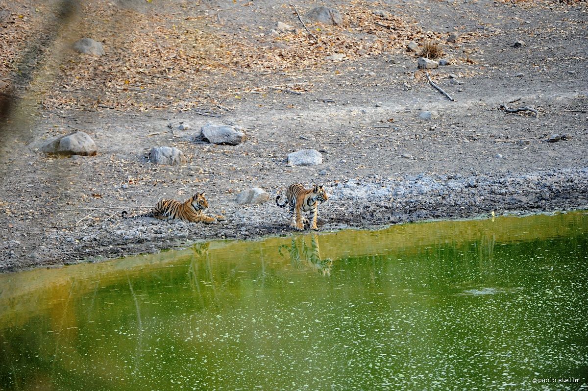 2 cubs at the water pool