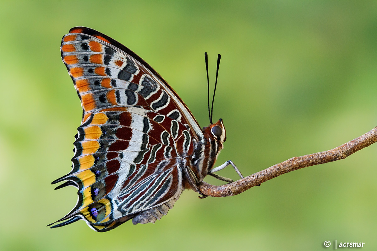 Charaxes jasius #Nymphalidae
