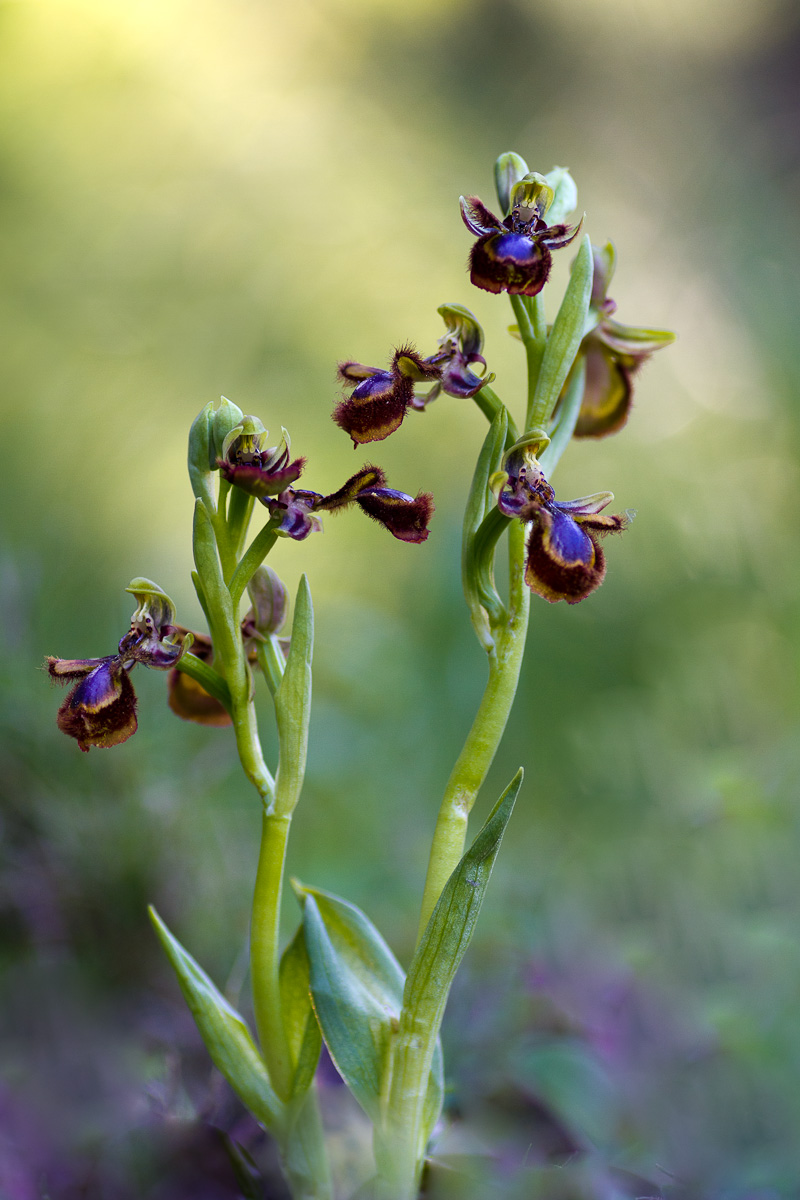 Ophrys speculum