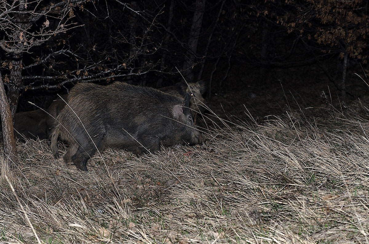 cinghiali nella notte