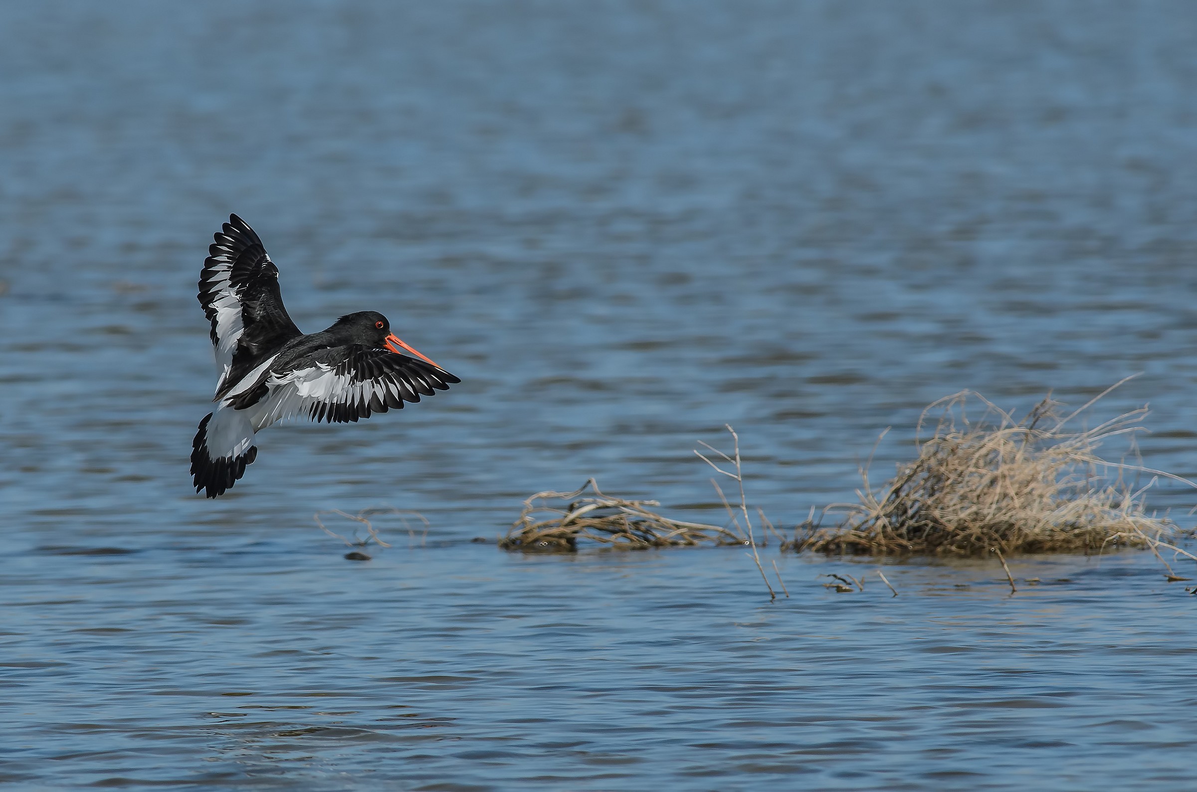 oystercatcher