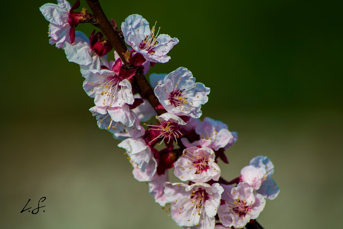 apricot tree in bloom