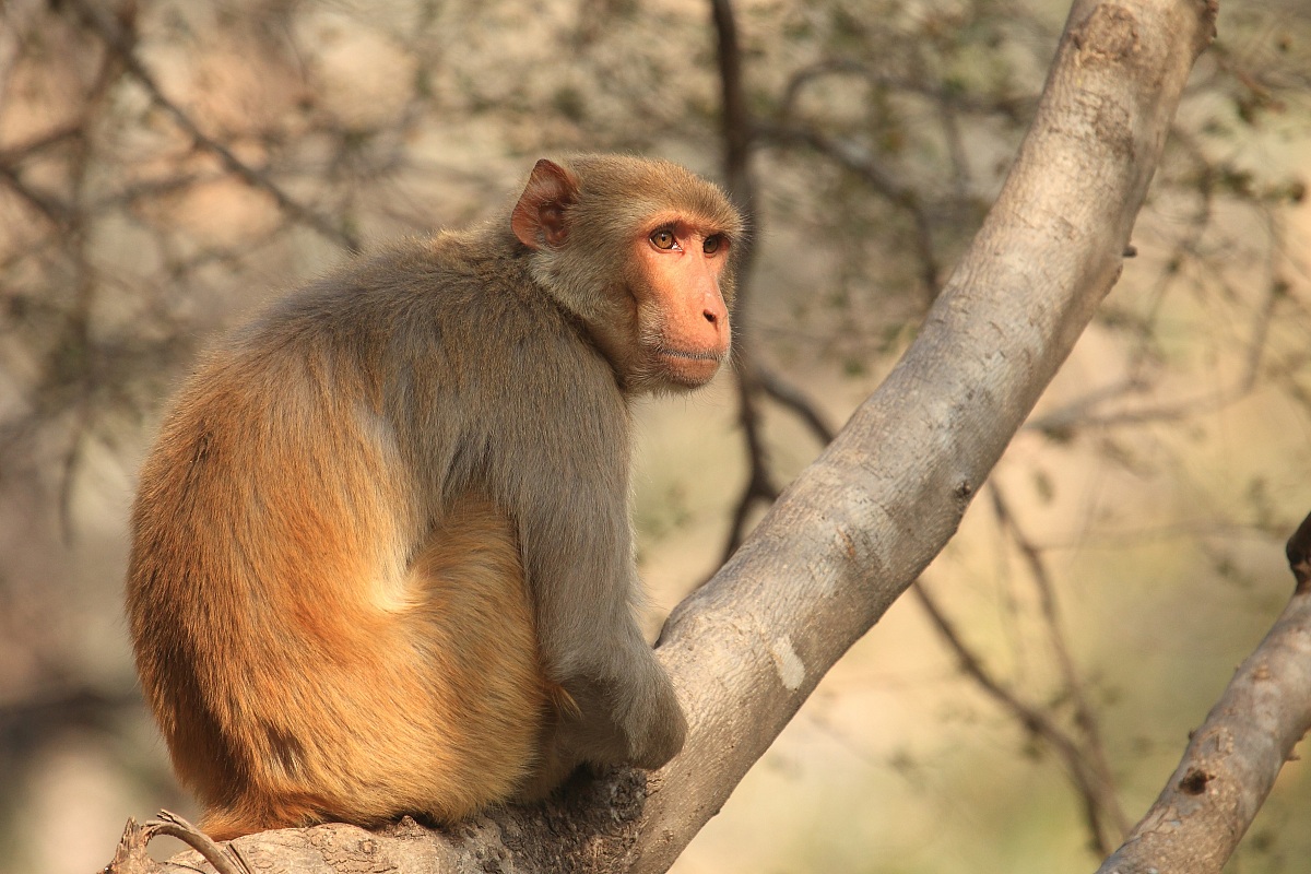 Macaque