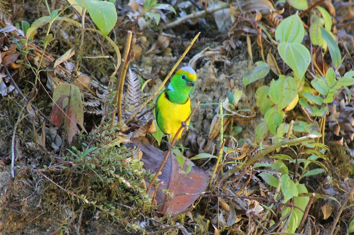 Blue crowned chlorophonia bad