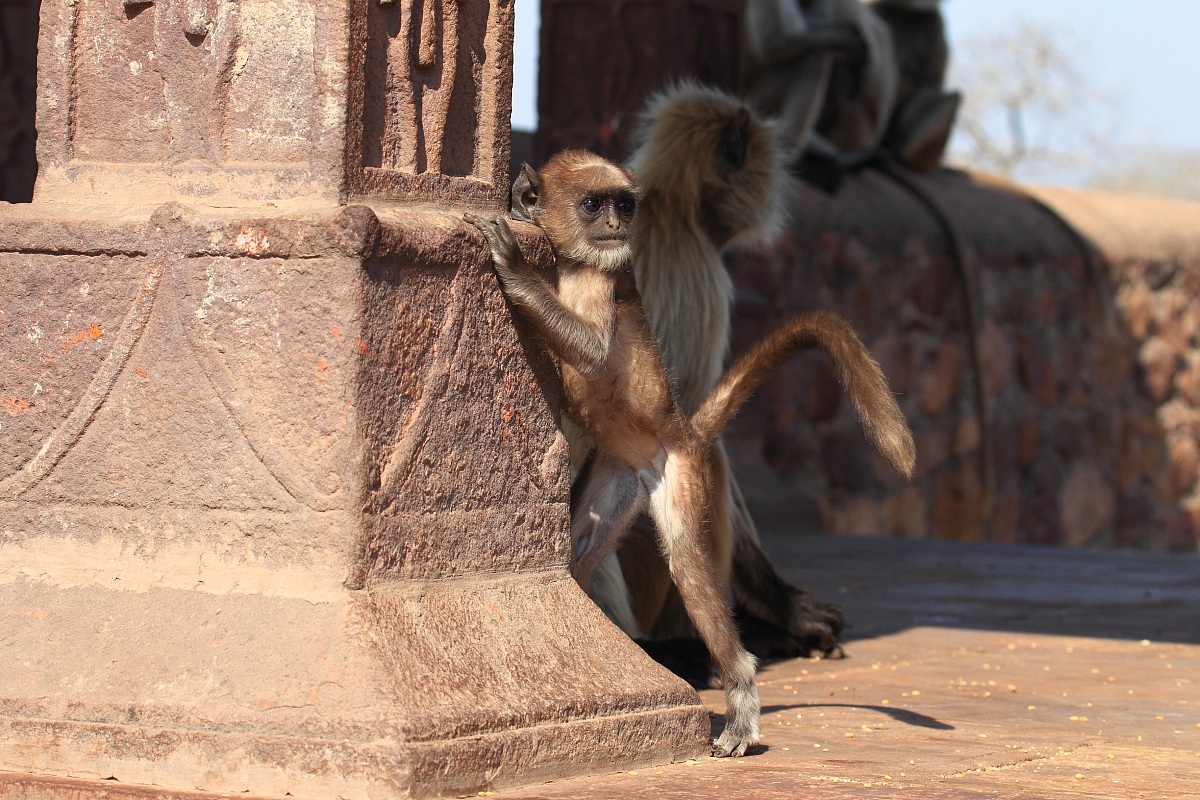 Baby Langur