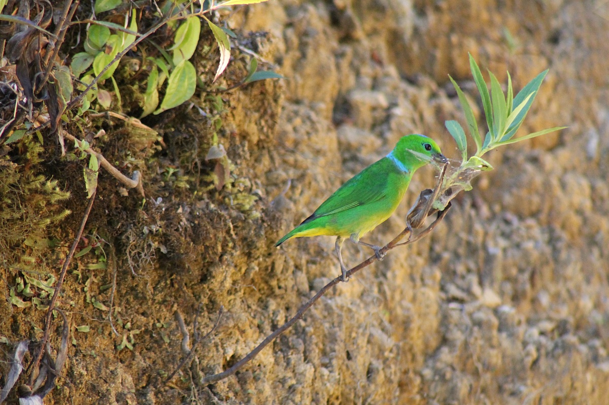 Blue crowned female chlorophonia