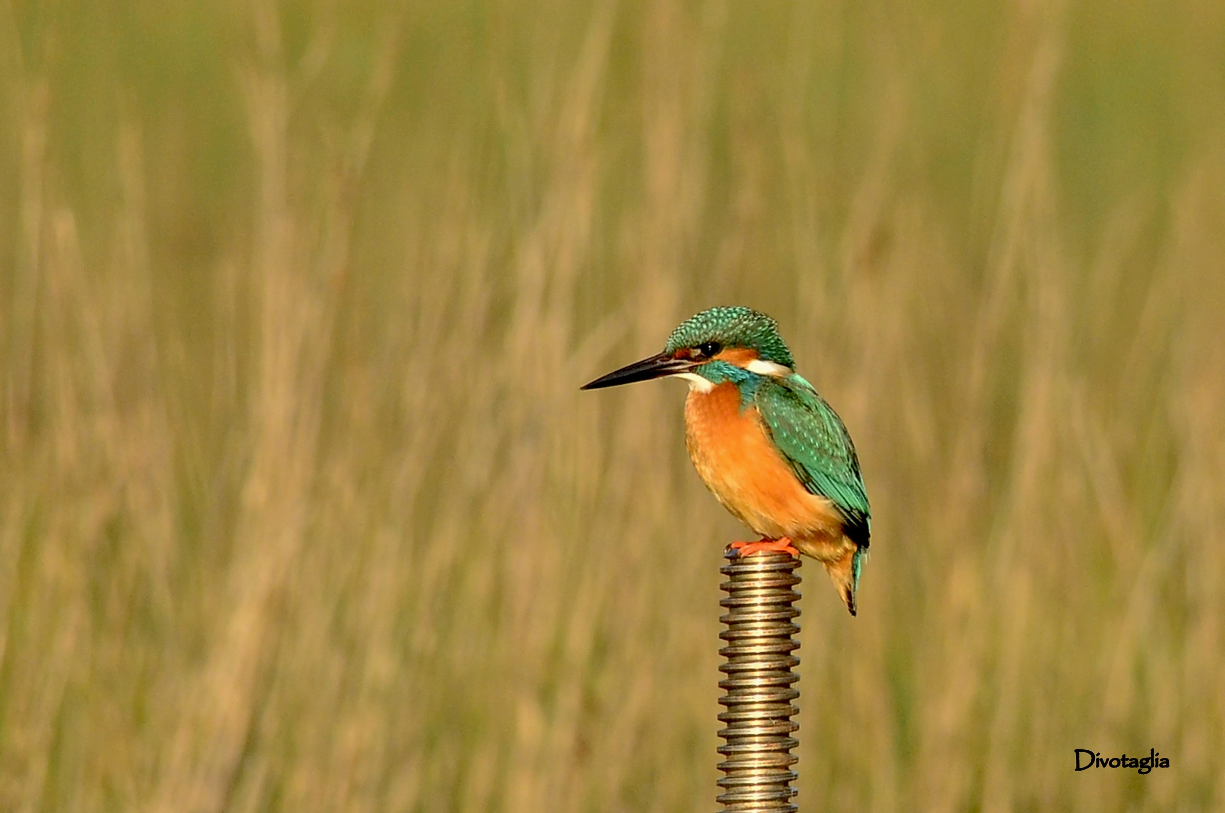 Martino metalmeccanico