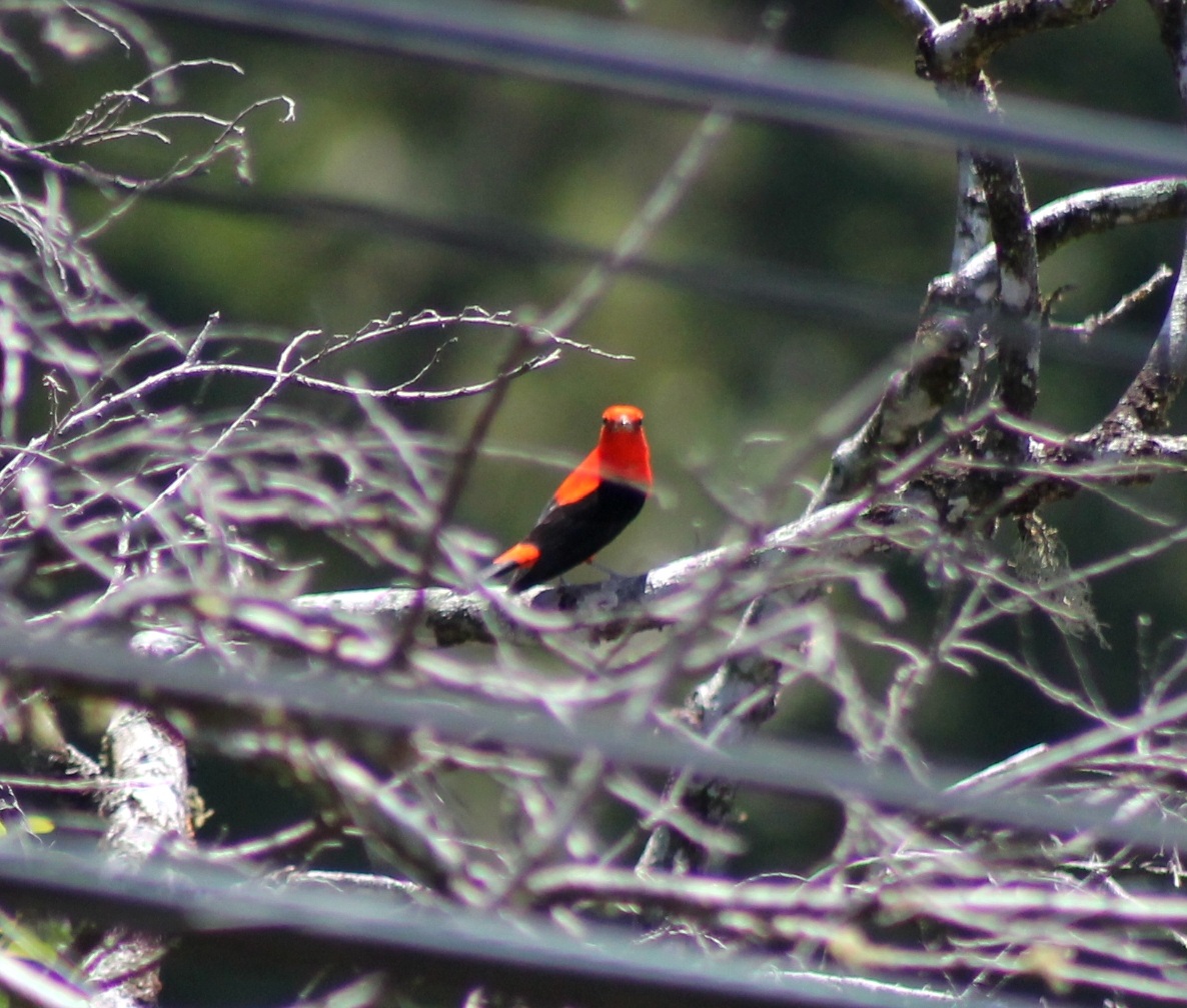 Scarlet tanager breeding male