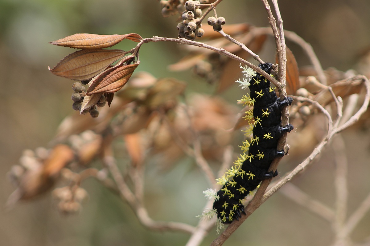 caterpillar