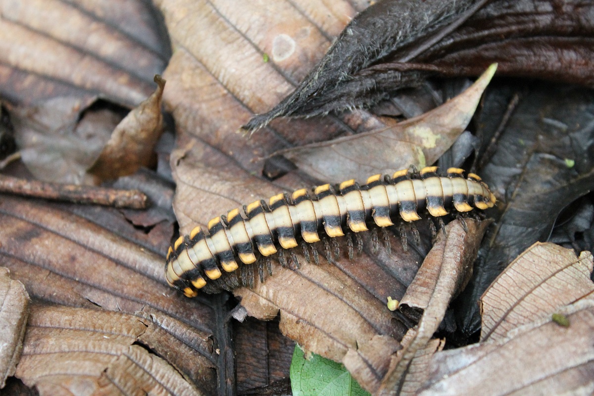 Large forest floor millepede