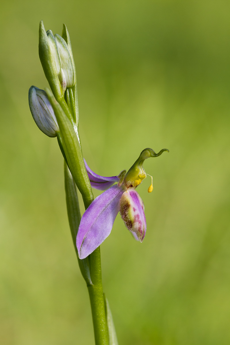 Ophrys apifera var. tilaventina