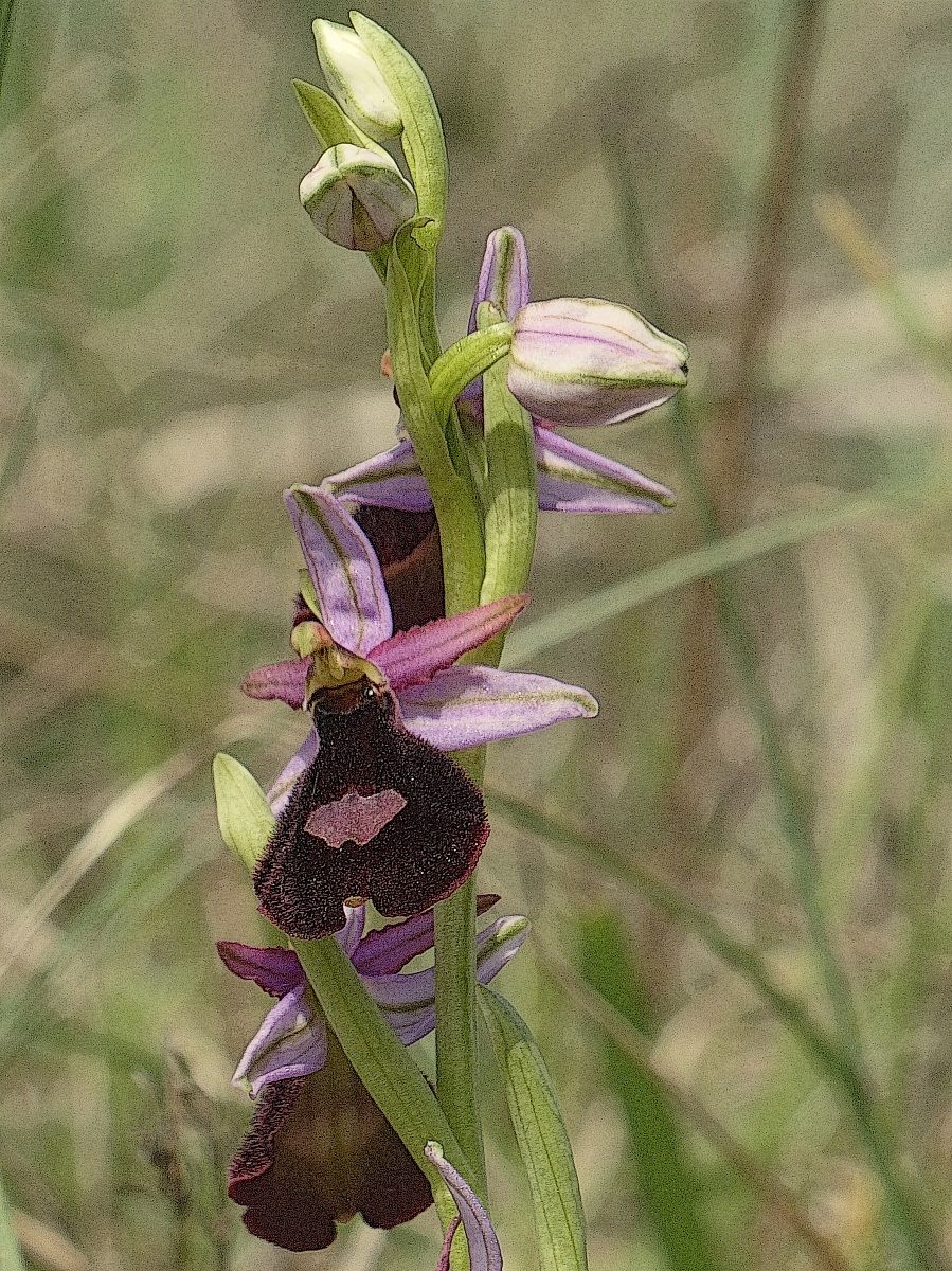Ophrys benacensis