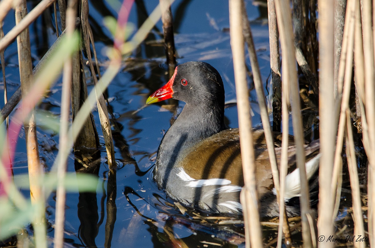 Gallinella d'acqua