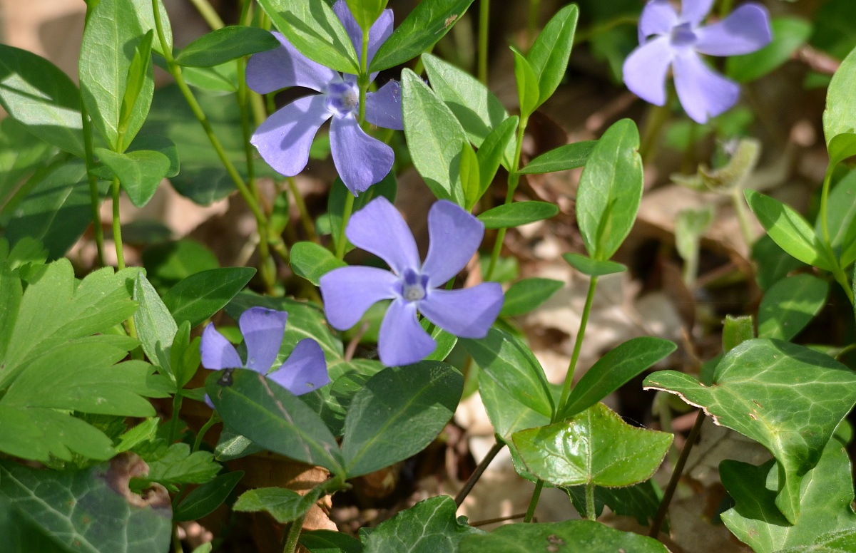 Periwinkle
