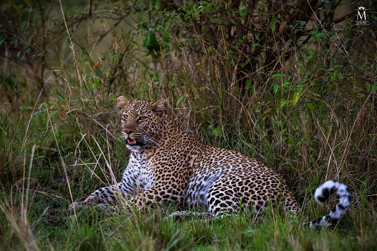Il Riposo del Leopardo.