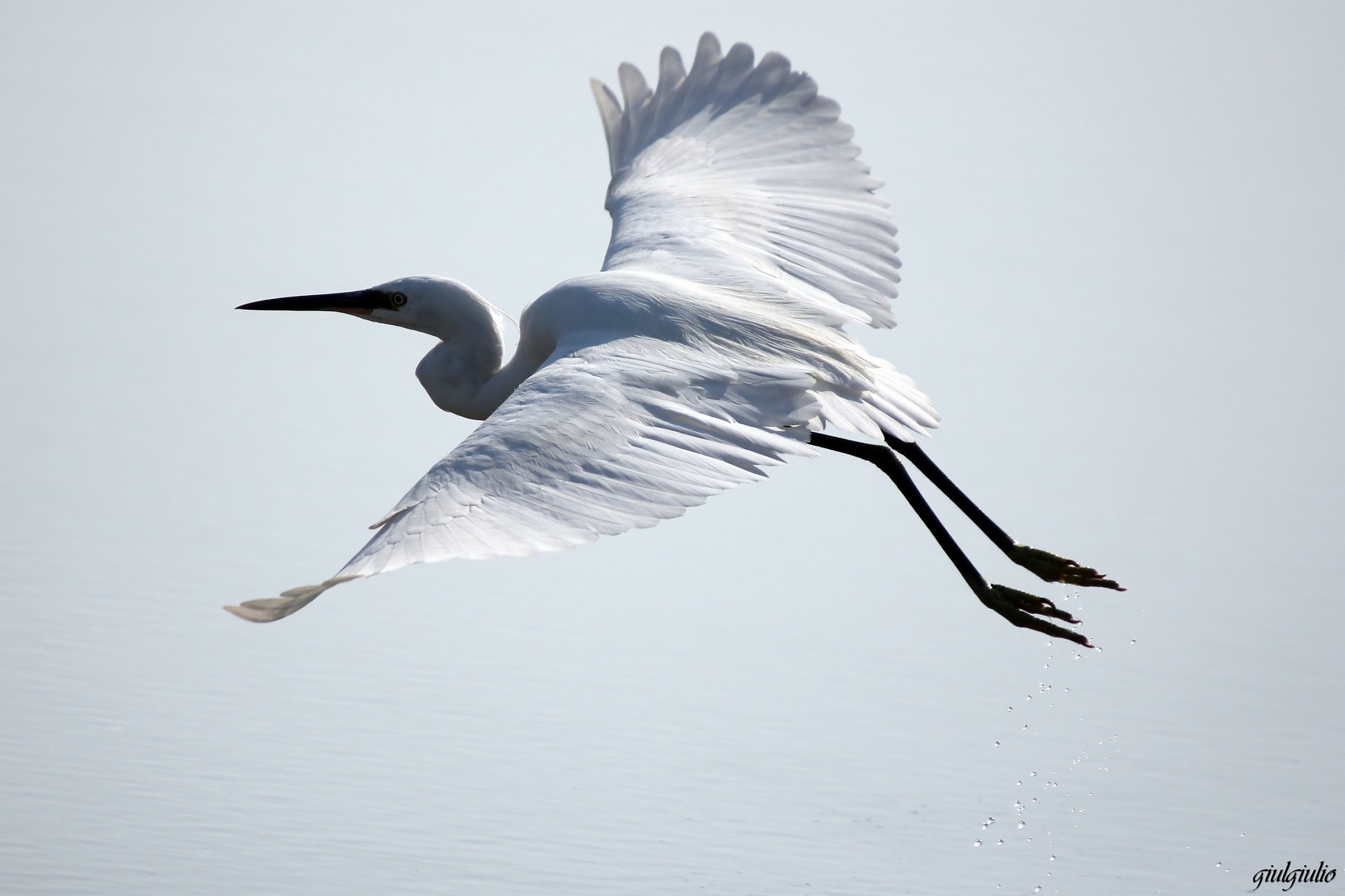 egret in flight