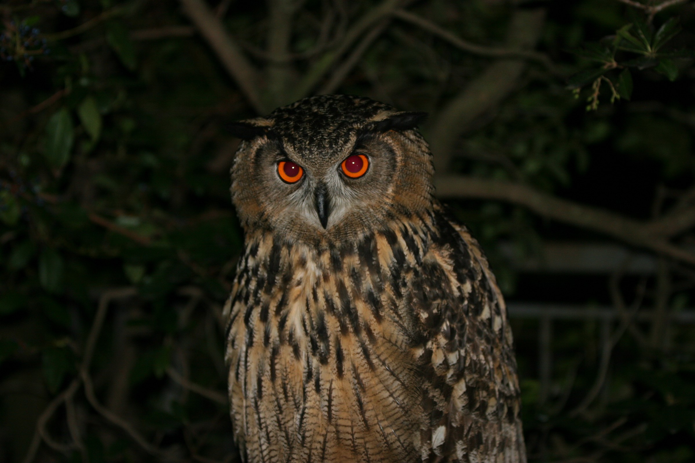 Mery in abito da sera