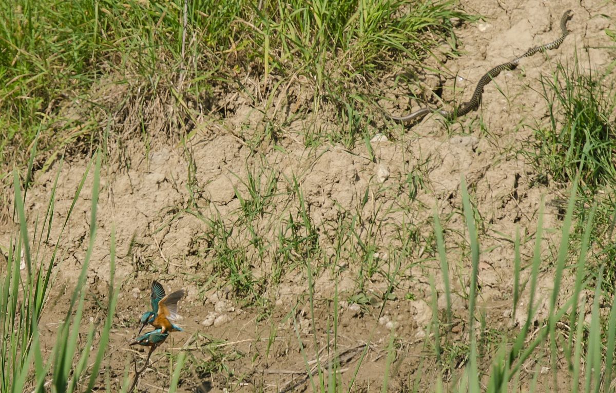 martin pescatore (alcedo atthis)