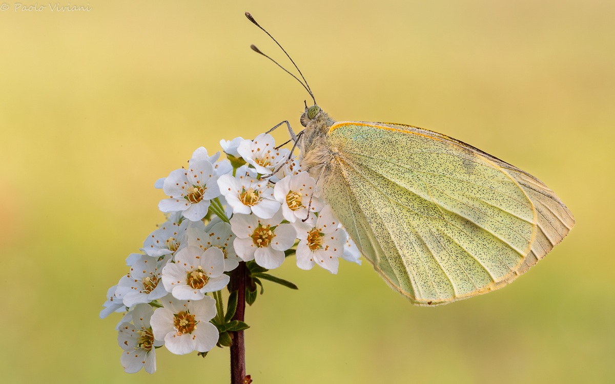 White Butterfly at the first light of the day ...