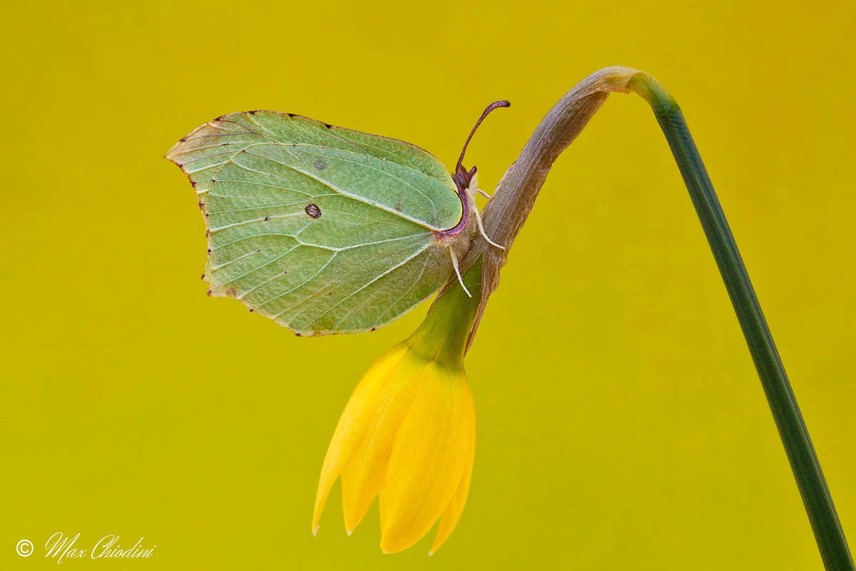 Cedronella how beautiful you are